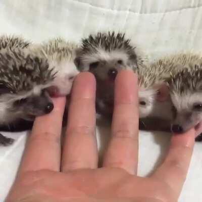 Baby hedgehogs