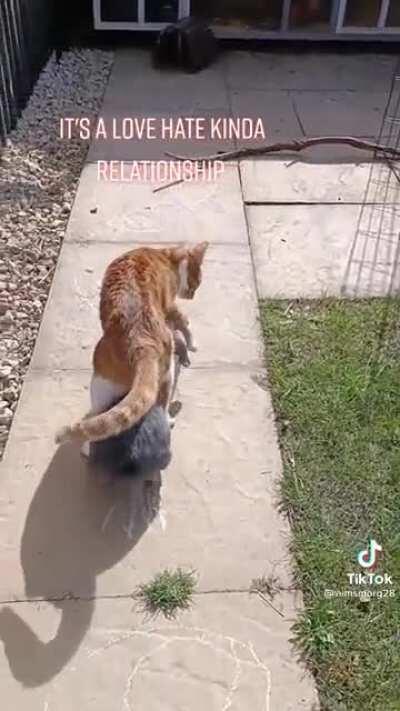 These two are so derpy