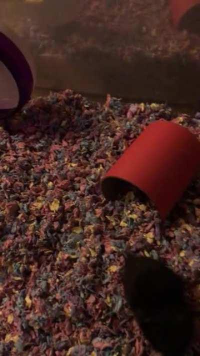 ‘Omg! It’s dad, he must have a nom for me!’ -Hoggle