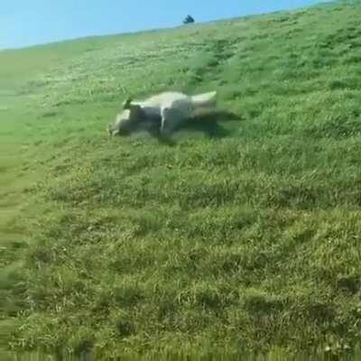 Zoomie and a glorious backslide