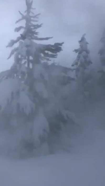 🔥 Windy day in a snow covered forest
