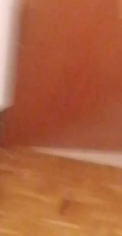 Breaking my door while drinking. We fixed it later.