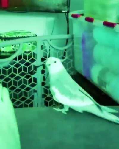 TechnoBirb