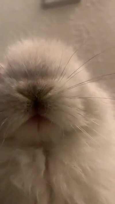 Caught a video my little snowball sneezing.
