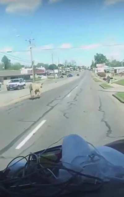 The cow definitely had a vendetta against the man…