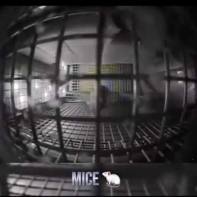 Different animals in zero-gravity