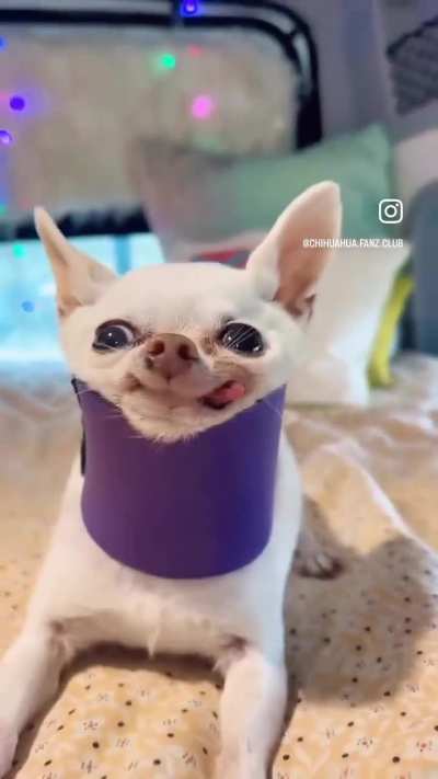 Fat ass Wunk wants SIX pieces of beef.