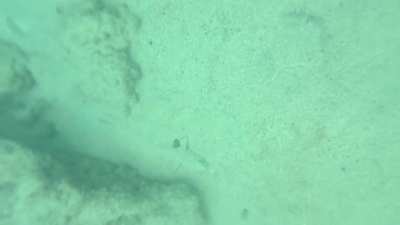 anyone know what fish this is?