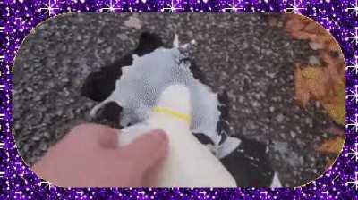 hel yea phyqing spame togne