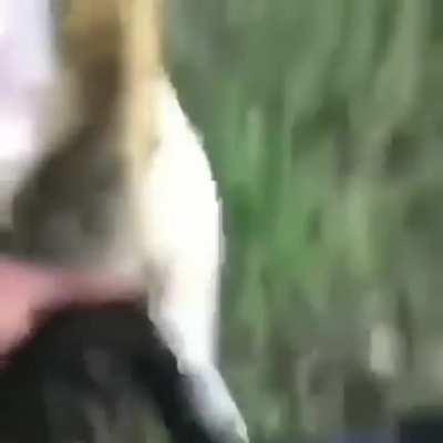 This is how to handle Scp-682