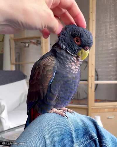 We missed cakeday yesterday :( But Kippie is 3 years on Reddit! :)