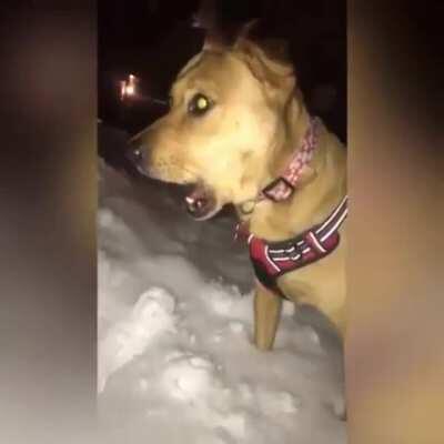 Doggo sees snow for the first time! :-O