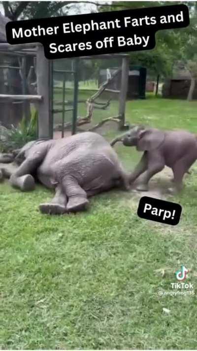 Baby elephant gets scared by mom's fart!