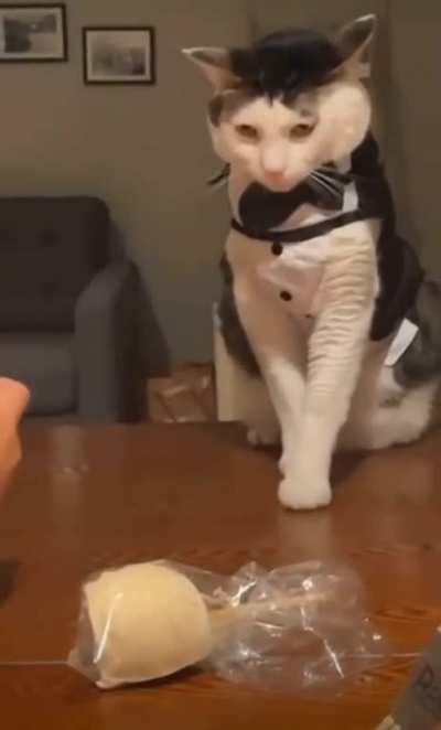 Cat posing for birthday