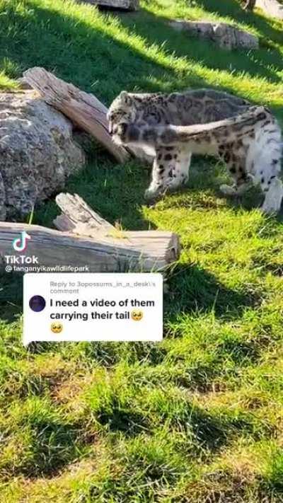Video of snow leopard carrying his tail.