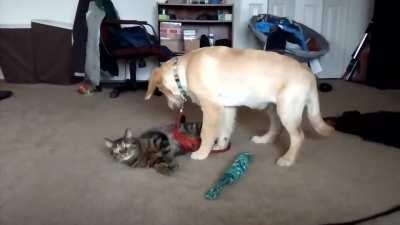 You look very comfy. so, let me puke on you.