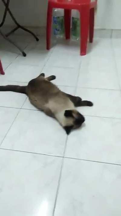 Cat down ... CAT DOWN