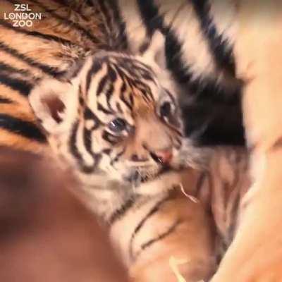 It's a boy! This is an update on the Sumatran Tiger Cub born in London Zoo at 02:19 on Sunday 12 December. The keepers released the news yesterday - as we can see it (no name yet) is doing well which is great to see! I'll link to the previous post on the 