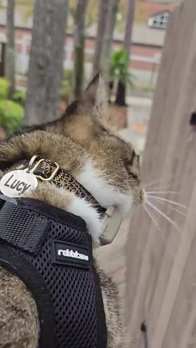 Normally quit cat started meowing like crazy during walk