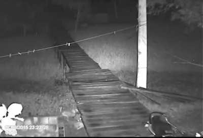 Dogs attack a wandering jaguar and quickly learn their lesson.