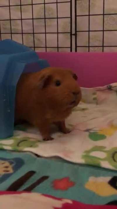 The way Pudding’s ears wiggle when she wheeks