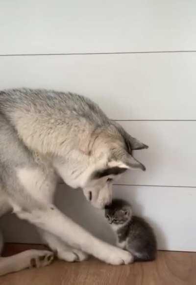 Все любят Котиков