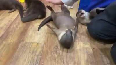 Otters begging for spins