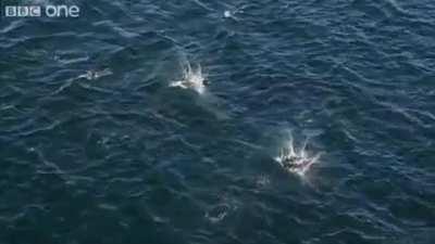 Devil rays or flying mobulas are known for breaching the water's surface, sometimes exhibiting aerial acrobatic displays, even flips, that end in big splashes. Marine biologists aren't exactly sure why they engage in such behavior.