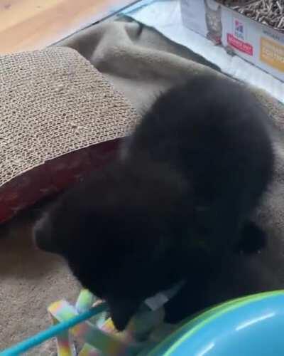 Meet Francine, my illegally smol foster kitten! She wants you all to know that she is vewy scawy, despite being smaller than a banana.