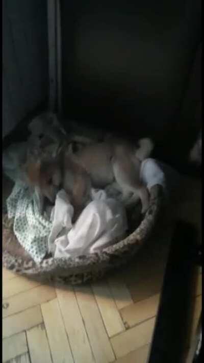 Yoshi in action 😁