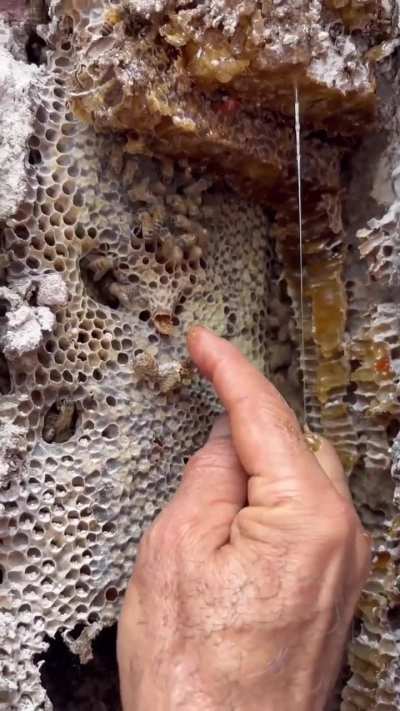 Que genial la gente del edificio; en vez de llamar para fumigar, llamaron apicultores para rehubicarlas (IG:mielcorapi)