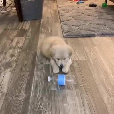 Puppy VS Bottle