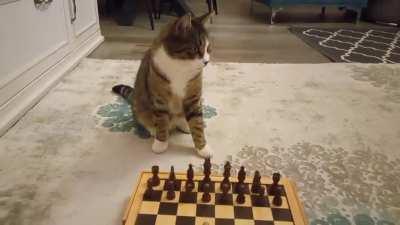 Chess grandmaster