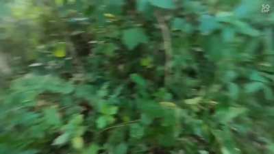 Firefight between Abu Sayyaf and possibly CAFGU/Philippine army.Date Unknown