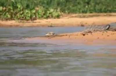 🔥 Jaguar hunting Caiman