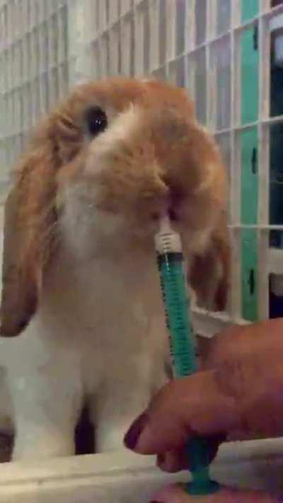 another sweet syringe video provided by good boy Abel!