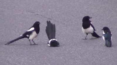 Magpies gather around a fallen friend