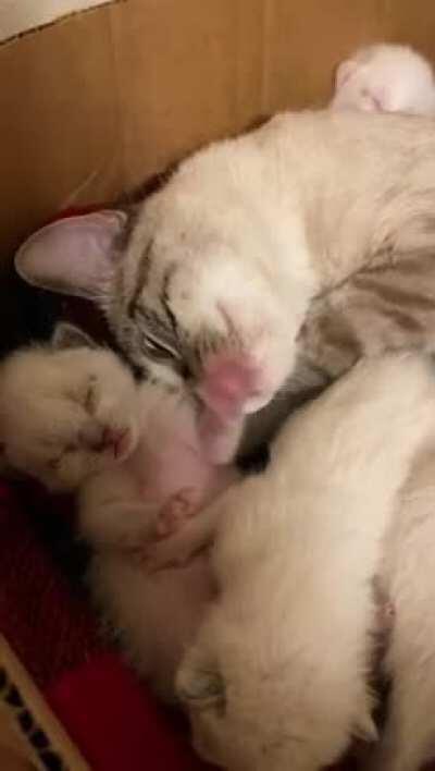 Mom is near, then everything is fine.