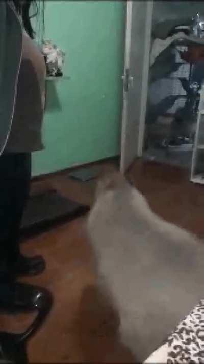 Rescue Capybara Carpi learned to stand on two legs on command, like a dog trick