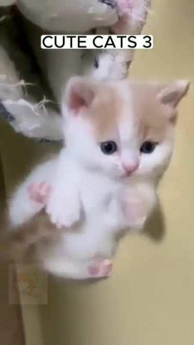 Cute Cats