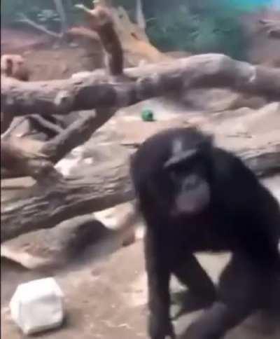 Why are my trips to the zoo always uneventful 