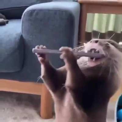 The Otter in the Otterbox process