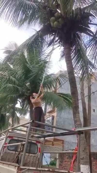 To get a coconut