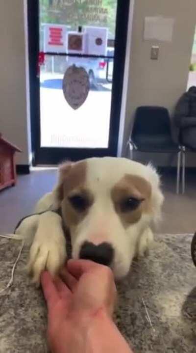 We don’t deserve dogs