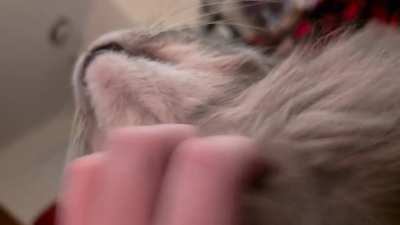 Watch me stroke my hairy 😼