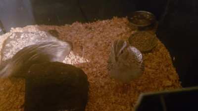 What is this noise? Some kind of a screech