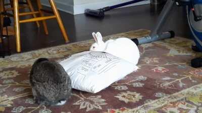 They love this pillow more than me