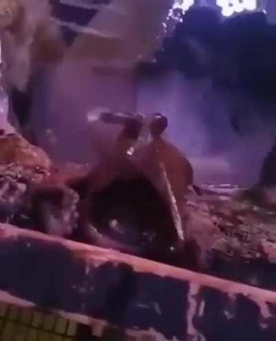 Just an octopus deciding to say hello!)