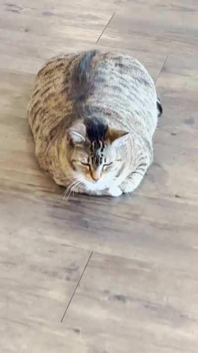 Meli, my office chonker