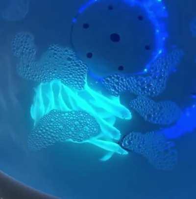 To better study pollutants impact on fish organs, scientists in Taiwan added jellyfish genes to carp fish DNA and these glowing fish are the result